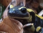 Salamandre Fire Salamander